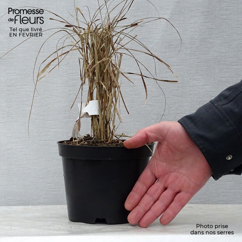 Example of Pennisetum advena Rubrum Vaso da 1L/1,5L as you get in hiver
