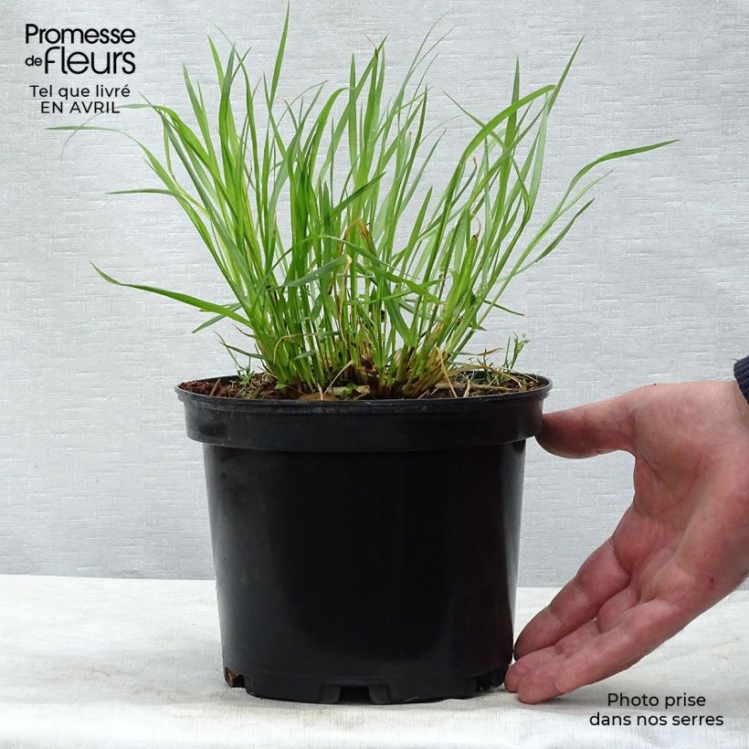 Example of Pennisetum alopecuroïdes Moudry Vaso da 2L/3L as you get in printemps