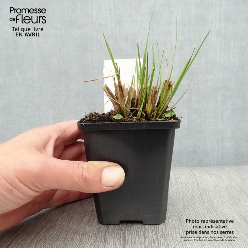 Example of Pennisetum alopecuroïdes Gelbstiel Vasetto da 8/9 cm as you get in printemps