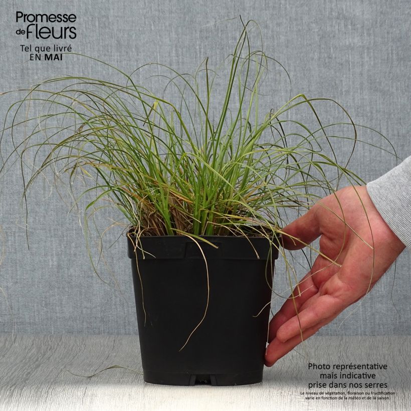 Example of Pennisetum alopecuroïdes Gelbstiel Vaso da 2L/3L as you get in printemps