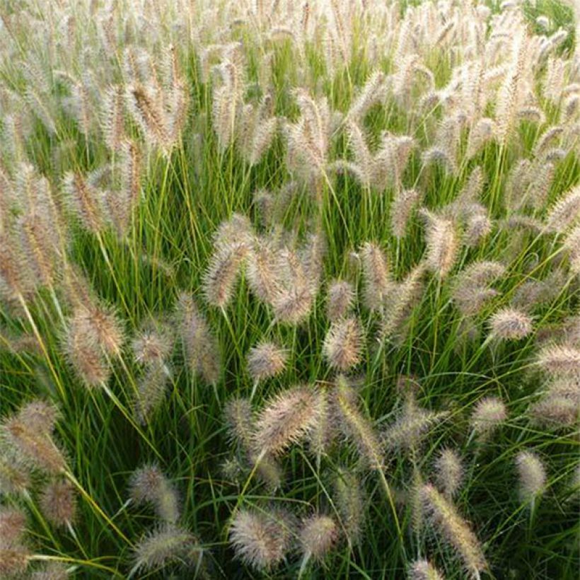 Pennisetum alopecuroides Goldstrich (Flowering)