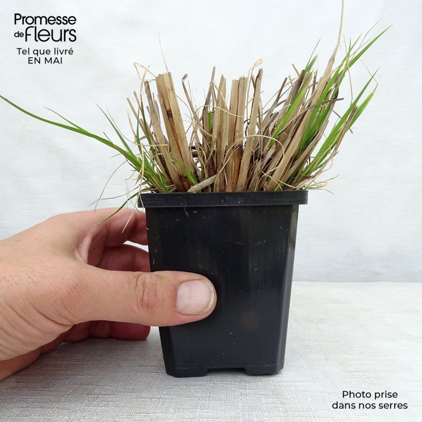 Example of Pennisetum alopecuroides Goldstrich Vasetto da 8/9 cm as you get in printemps