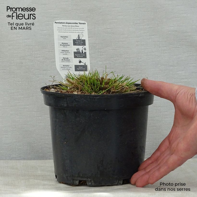 Example of Pennisetum alopecuroïdes Hameln Vaso da 3L/4L as you get in printemps
