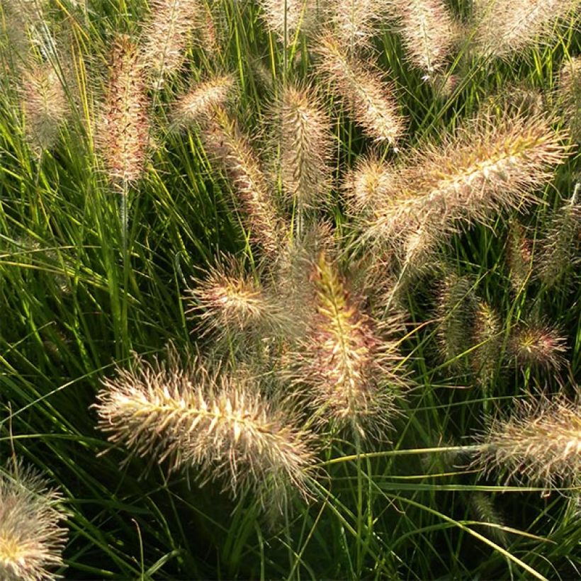 Pennisetum alopecuroïdes Hameln (Flowering)