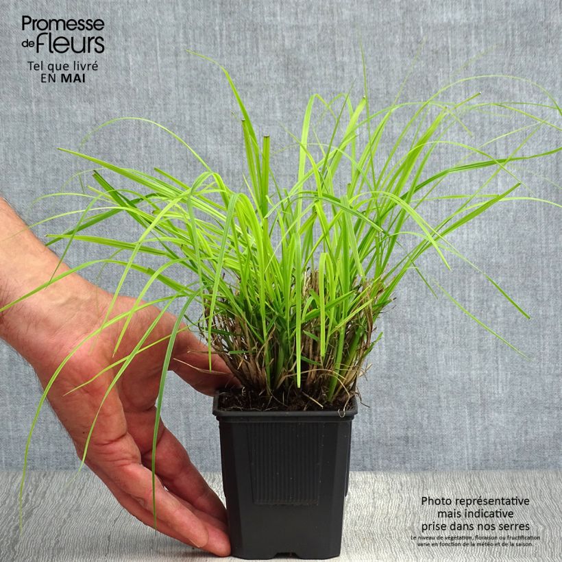 Example of Pennisetum alopecuroïdes Hameln Vasetto da 8/9 cm as you get in printemps