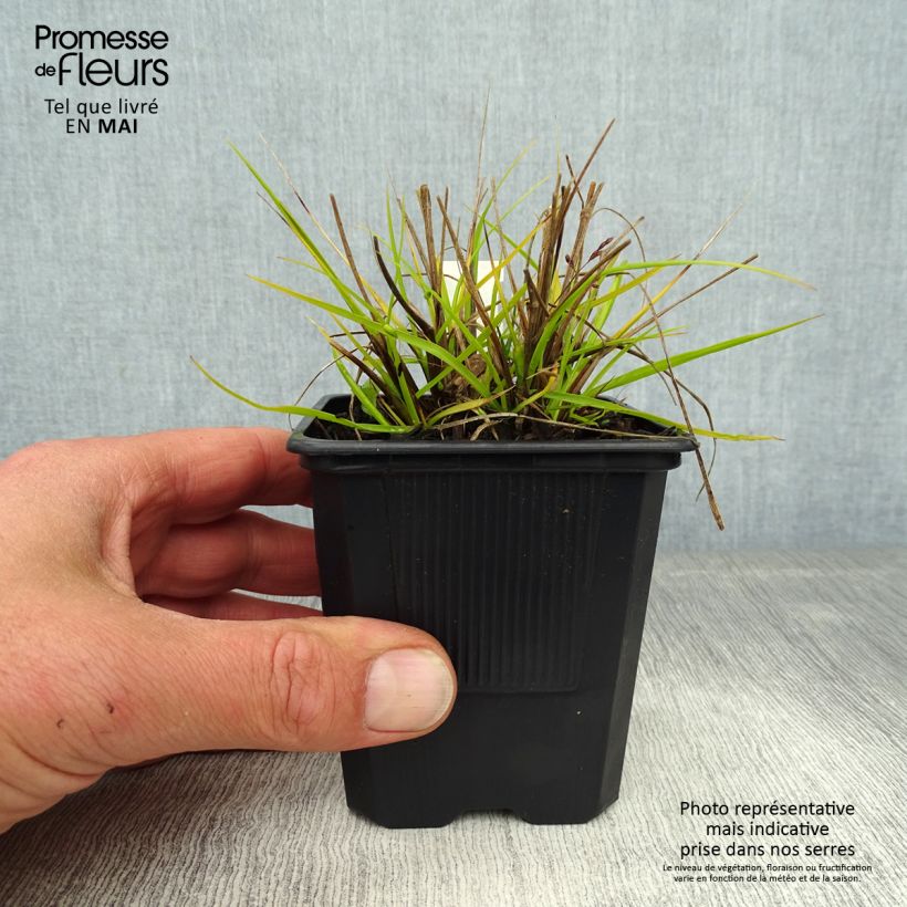 Pennisetum alopecuroïdes Hameln Gold Vasetto da 8/9 cm esemplare consegnato in primavera