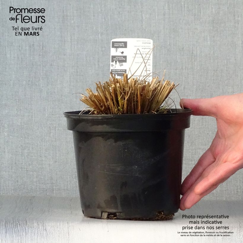 Example of Pennisetum alopecuroïdes Hameln Vaso da 2L/3L as you get in printemps