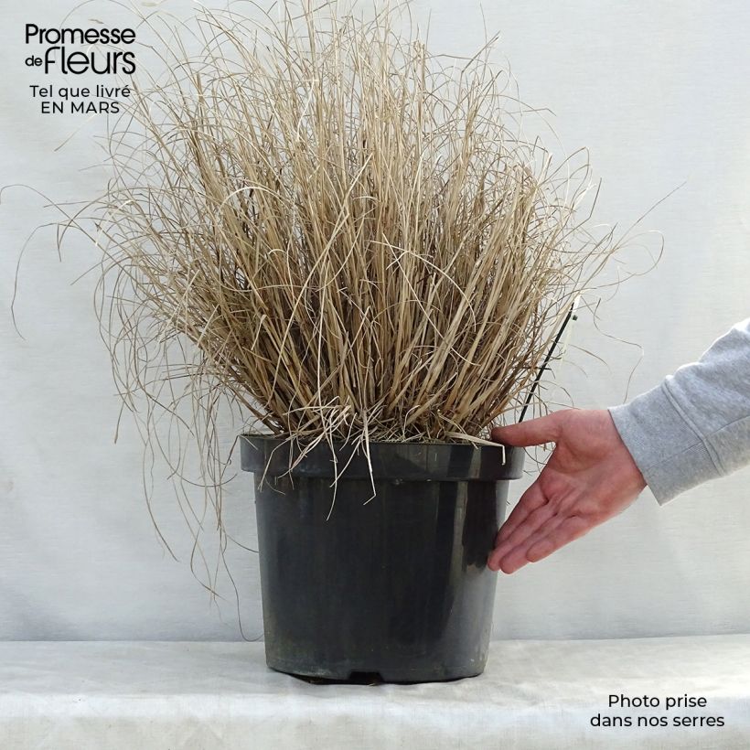 Example of Pennisetum alopecuroïdes Hameln Vaso da 7,5L/10L as you get in printemps