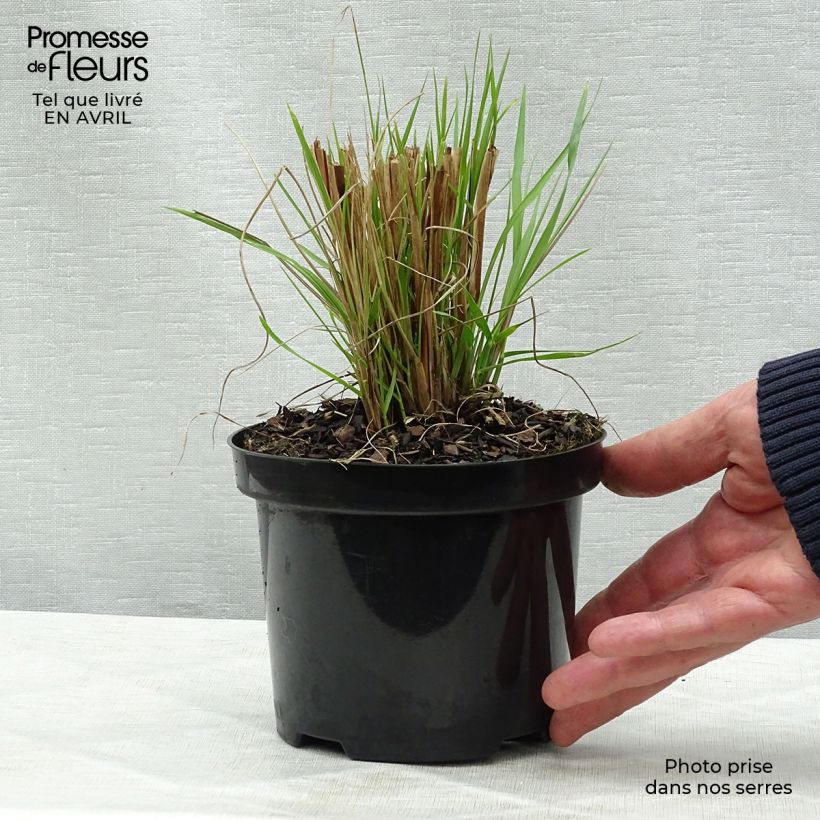 Example of Pennisetum alopecuroïdes Hameln Vaso da 1L/1,5L as you get in printemps