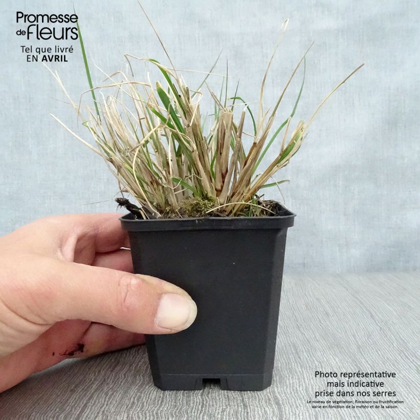 Pennisetum alopecuroïdes Herbstzauber Vasetto da 8/9 cm esemplare consegnato in primavera