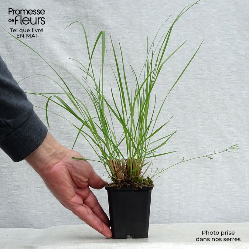 Pennisetum alopecuroïdes Japonicum Vasetto da 8/9 cm esemplare consegnato in primavera