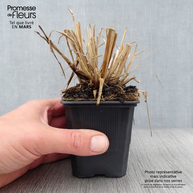 Pennisetum alopecuroïdes Lepage Gold Vasetto da 8/9 cm esemplare consegnato in primavera