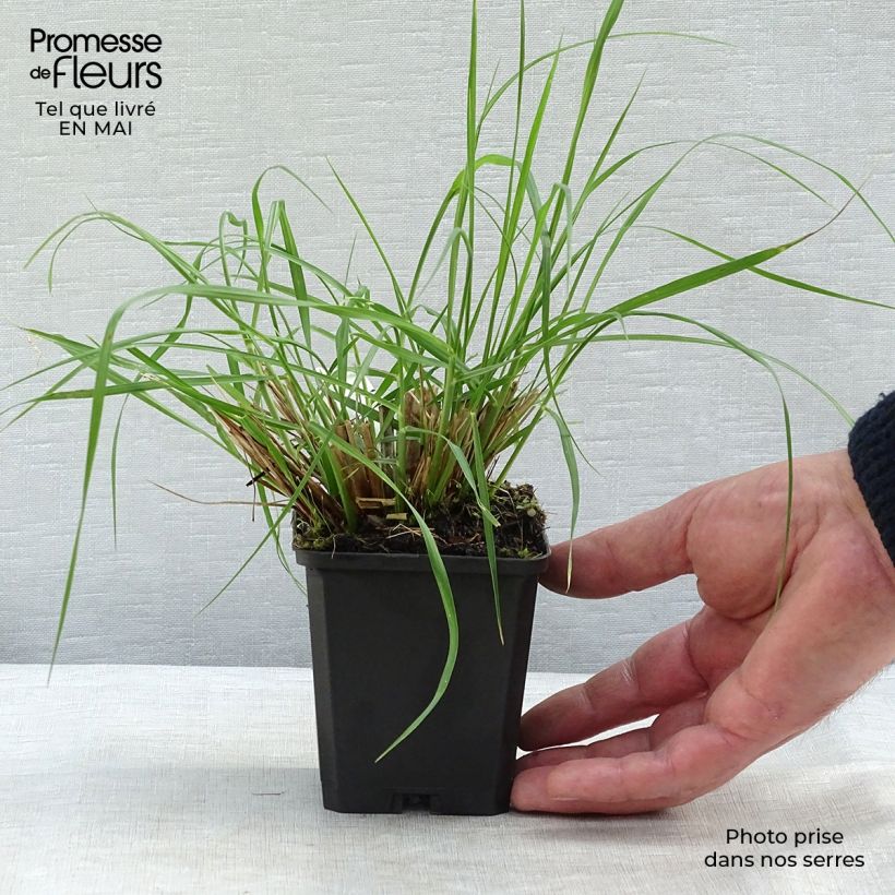 Example of Pennisetum alopecuroïdes Magic Vasetto da 8/9 cm as you get in printemps