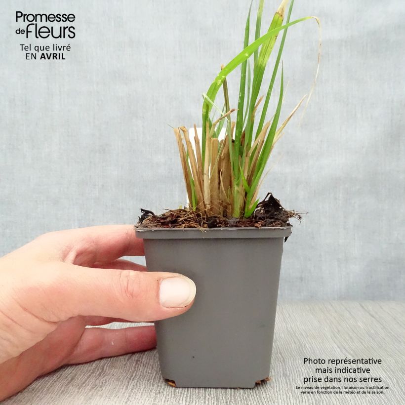 Example of Pennisetum alopecuroïdes Moudry Vasetto da 8/9 cm as you get in printemps