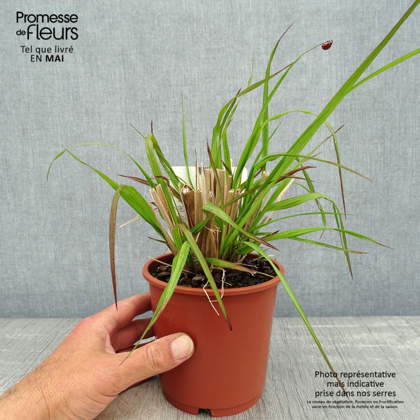 Pennisetum alopecuroïdes National Arboretum Vaso da 1L/1,5L esemplare consegnato in primavera