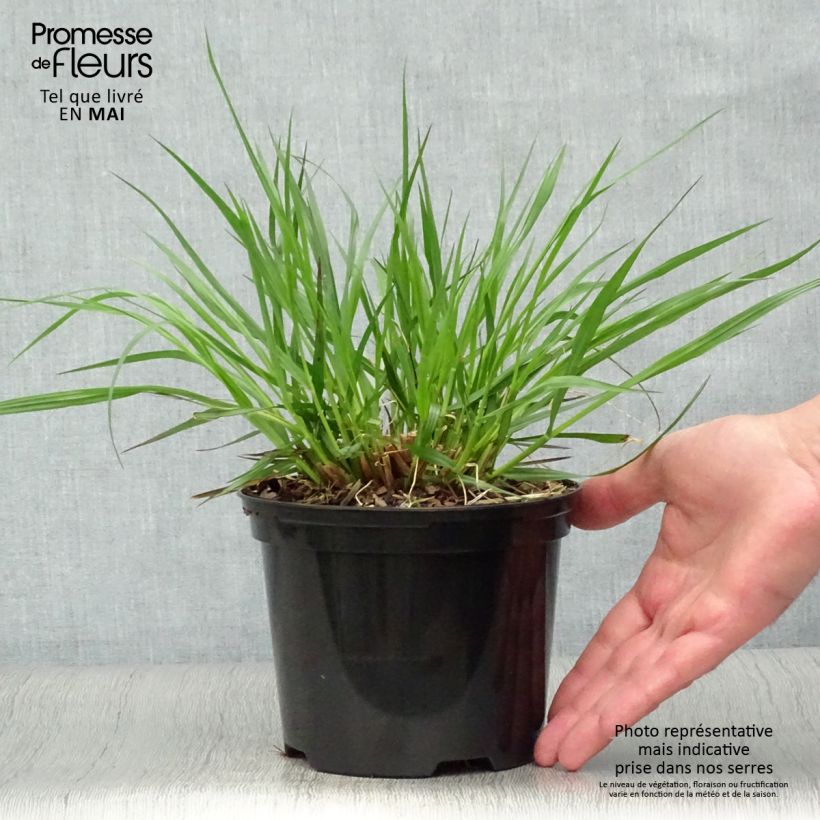 Pennisetum alopecuroïdes f. viridescens Vaso da 2L/3L esemplare consegnato in primavera