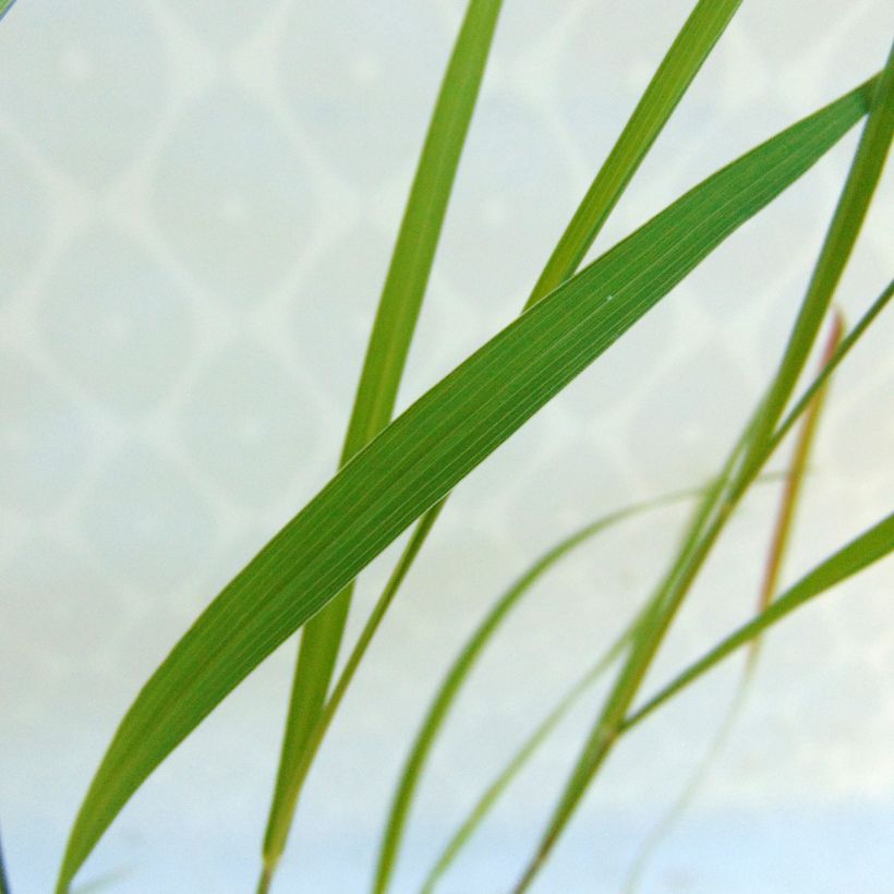 Pennisetum incomptum (Foliage)