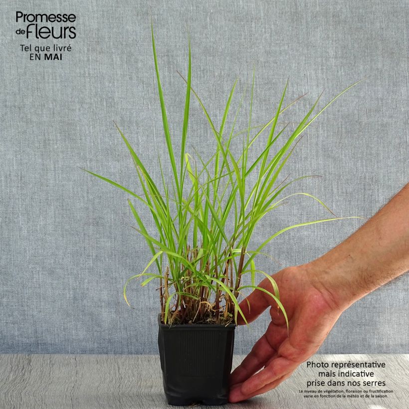 Example of Pennisetum incomptum Vasetto da 8/9 cm as you get in printemps