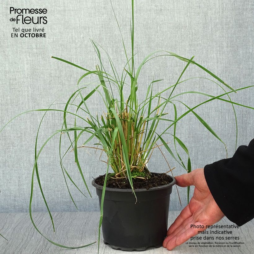 Esemplare di Pennisetum macrourum Vaso da 2L/3L come consegnato in autunno