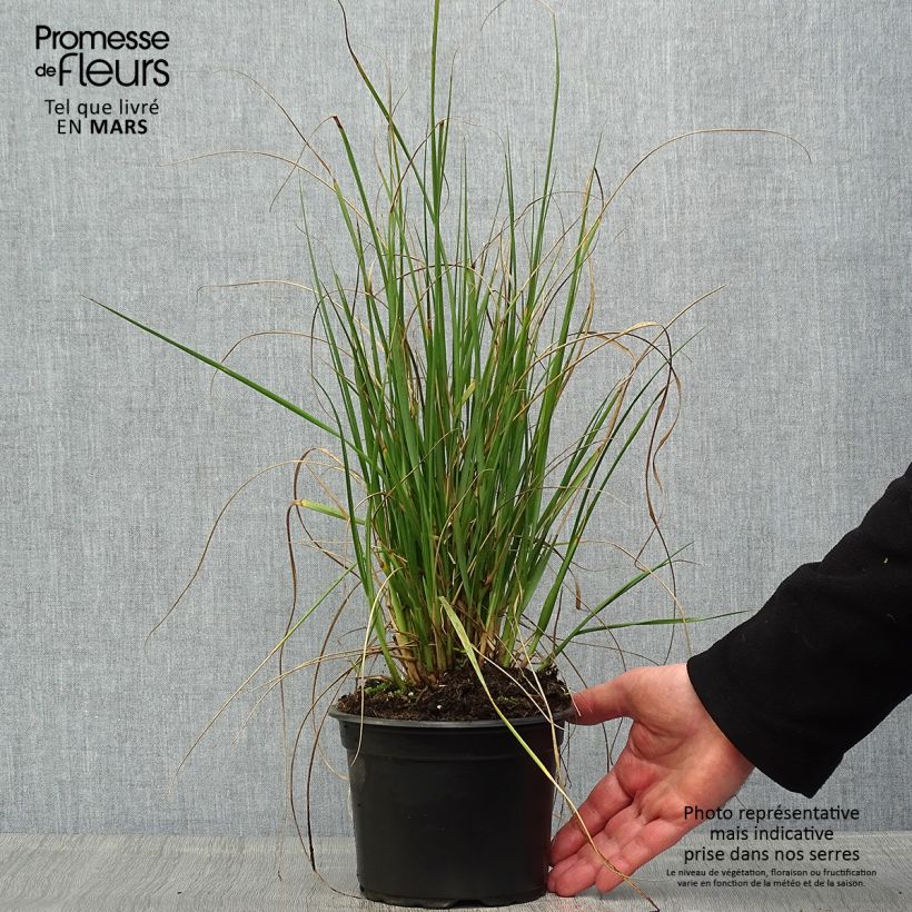 Example of Pennisetum macrourum Vaso da 2L/3L as you get in printemps