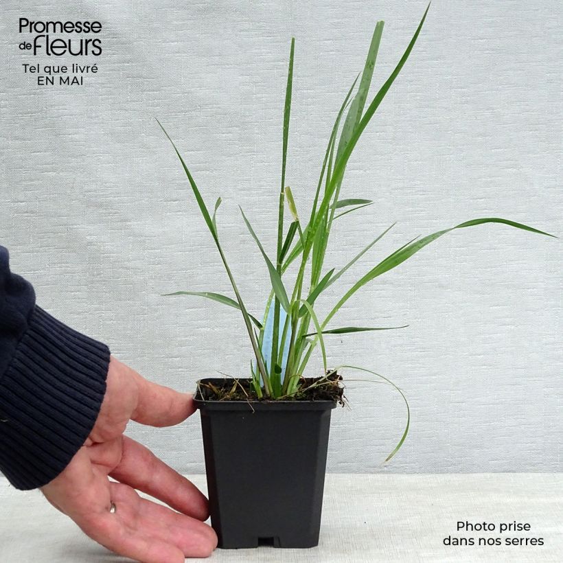 Example of Pennisetum macrourum Vasetto da 8/9 cm as you get in printemps