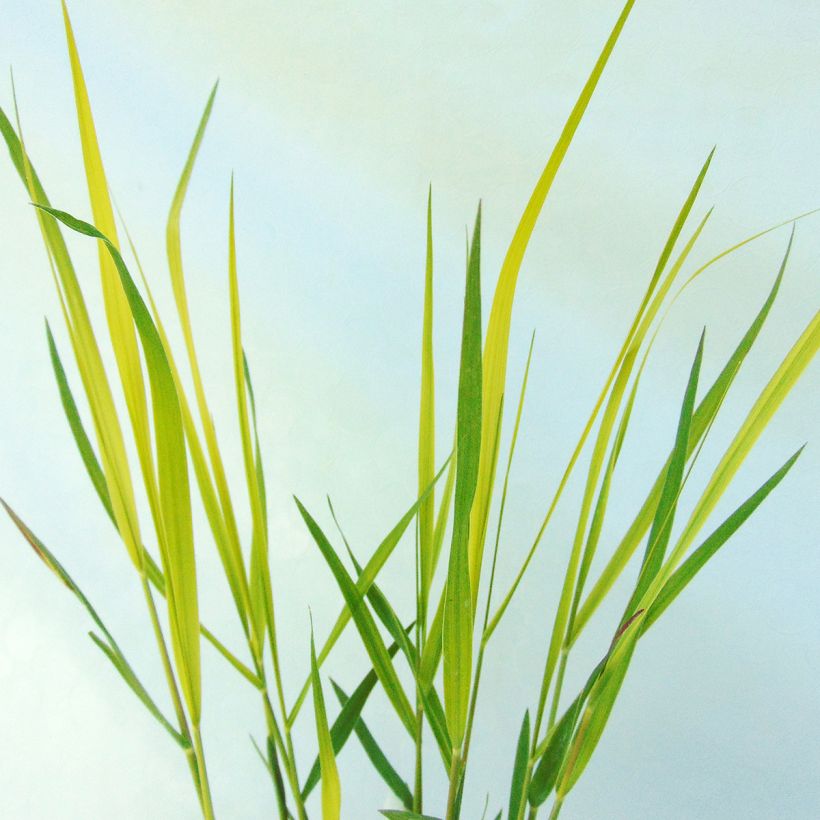 Pennisetum massaicum Red Bunny Tail (Fogliame)