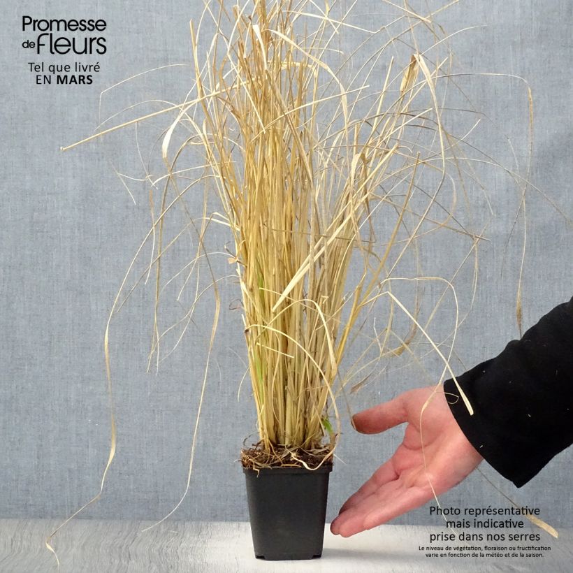 Pennisetum massaicum Red Bunny Tail Vasetto da 8/9 cm esemplare consegnato in primavera