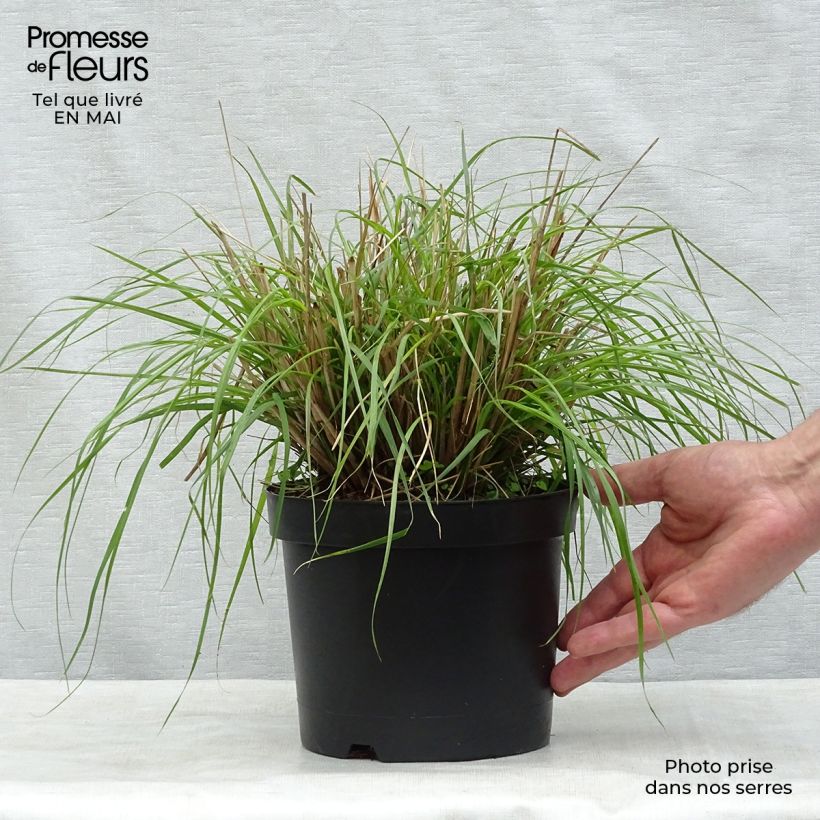 Pennisetum massaicum Red Bunny Tail Vaso da 2L/3L esemplare consegnato in primavera