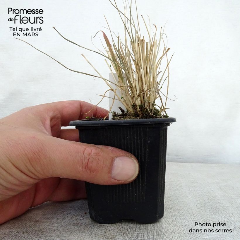 Example of Pennisetum massaicum Red Button Vasetto da 8/9 cm as you get in printemps