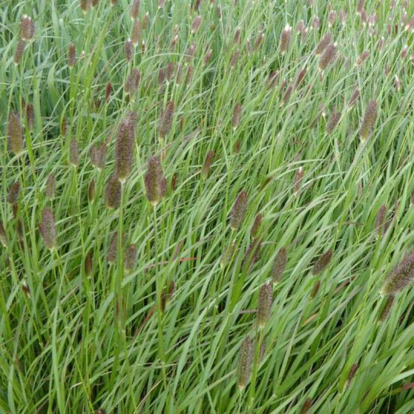 Pennisetum massaicum Red Button (Flowering)