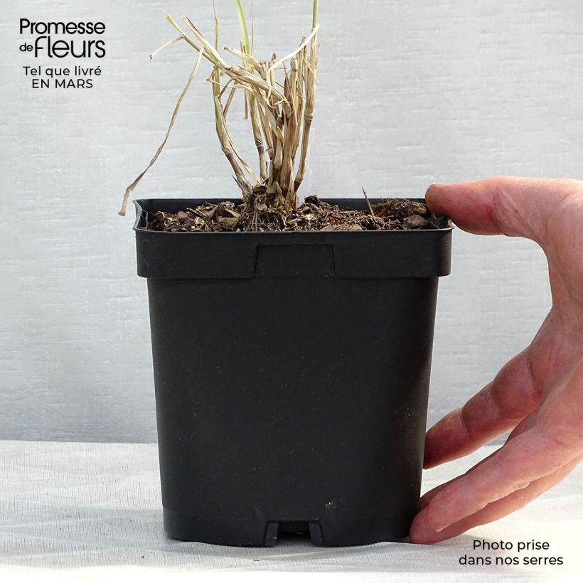 Pennisetum orientale Karley Rose Vaso da 2L/3L esemplare consegnato in primavera
