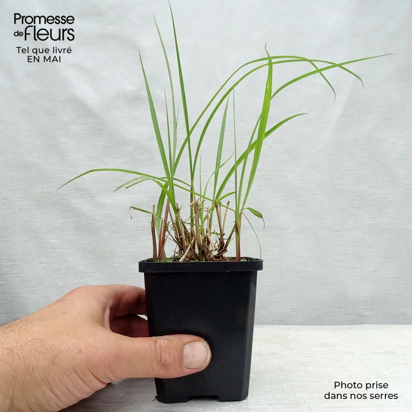 Pennisetum orientale Karley Rose Vasetto da 8/9 cm esemplare consegnato in primavera