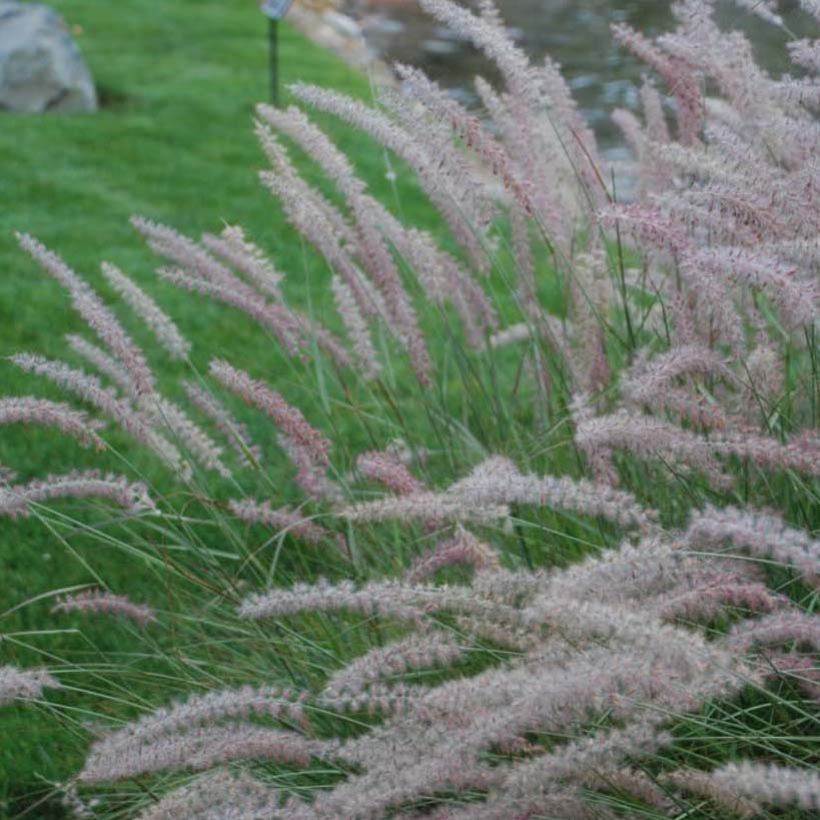 Pennisetum orientale Shogun (Flowering)