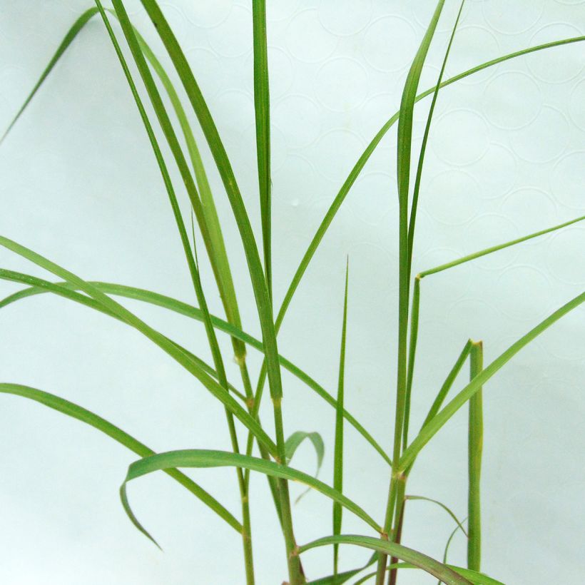 Pennisetum orientale Shogun (Foliage)