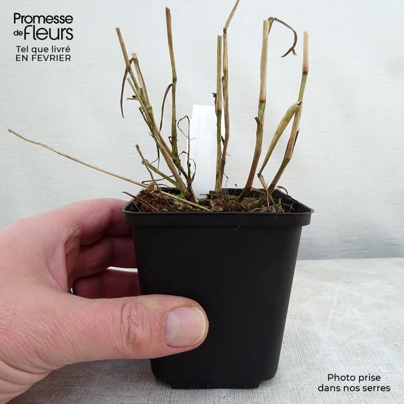 Example of Pennisetum orientale Shogun Vasetto da 8/9 cm as you get in hiver