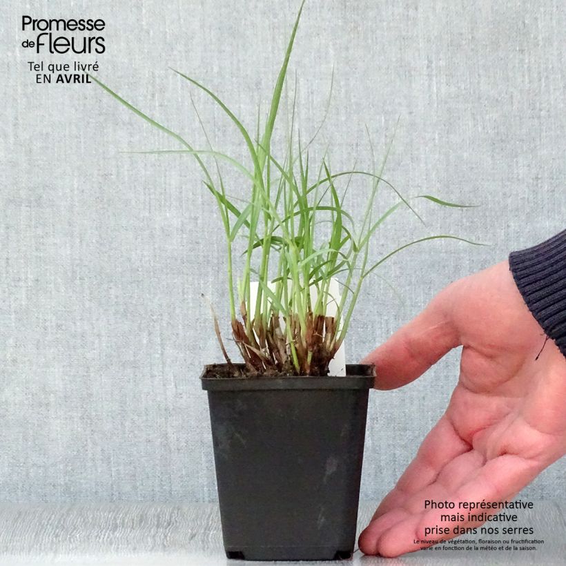 Example of Pennisetum orientale Tall Tails Vasetto da 8/9 cm as you get in printemps