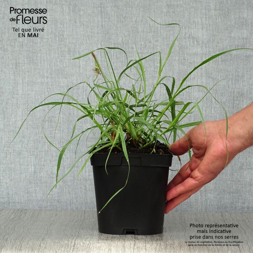 Example of Pennisetum orientale Tall Tails Vaso da 2L/3L as you get in printemps