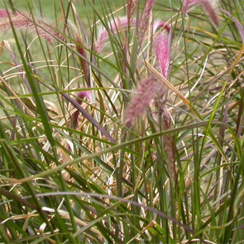 Pennisetum setaceum - Penniseto allungato (Fogliame)