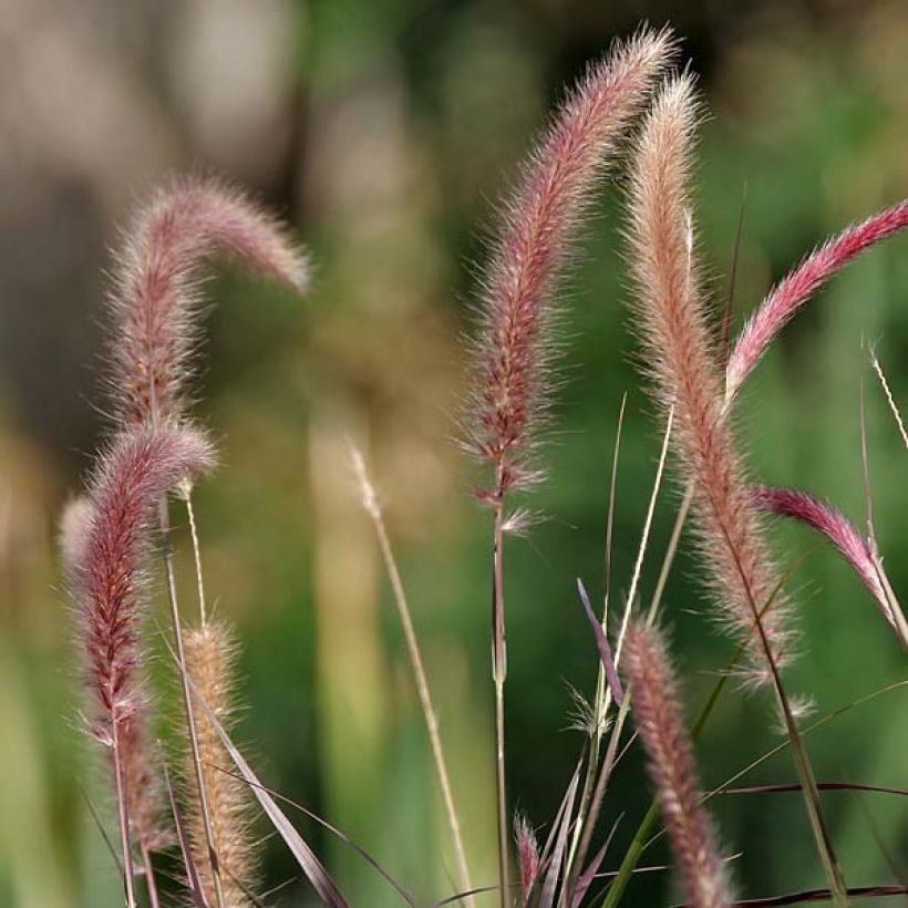 Pennisetum setaceum - Penniseto allungato (Fioritura)