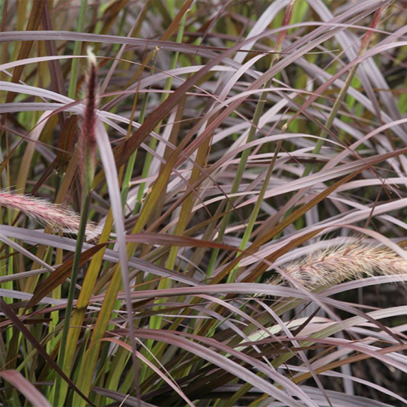 Pennisetum advena Rubrum (Foliage)