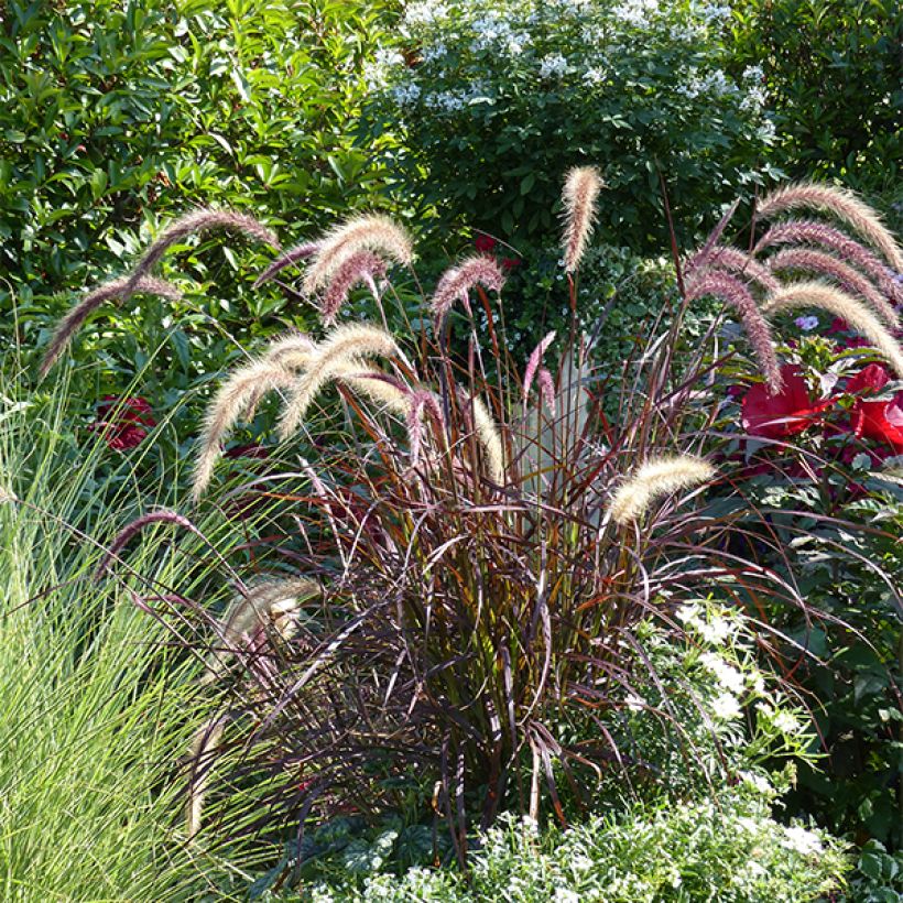 Pennisetum advena Rubrum (Plant habit)