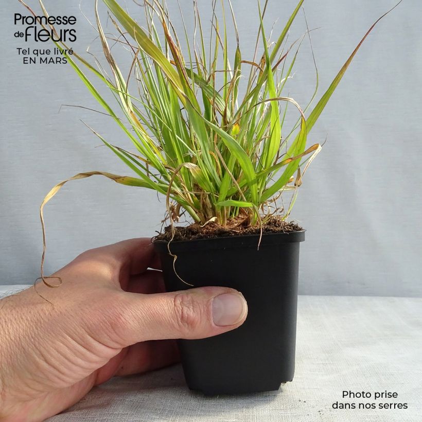 Example of Pennisetum thunbergii Vasetto da 8/9 cm as you get in printemps