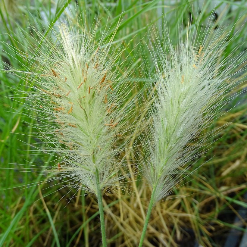 Pennisetum villosum - Penniseto lanceolato (Fioritura)