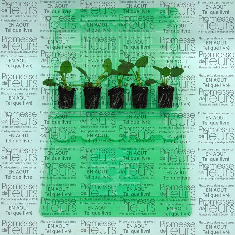 Esempio di esemplare Viola Inspire F1 Orange with Blotch mini zolla... come consegnato