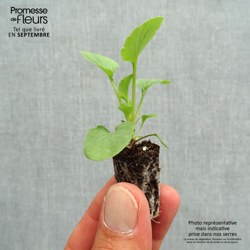 Esemplare di Viola Alpha F1 Pink Shades Mini zolla Ø 1,5/2,5 cm come consegnato in autunno