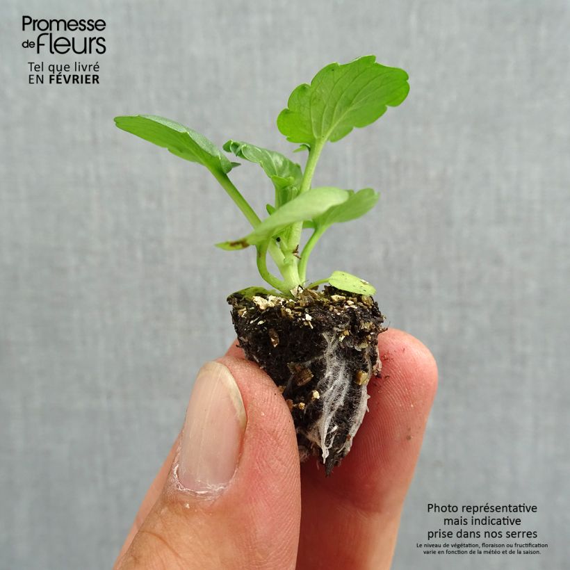 Esemplare di Viola F1 Carrera Autumn Berries Mini zolla: zolla da 2,2 cm x 2 cm in vassoio di coltivazione da 35 pezzi come consegnato in autunno