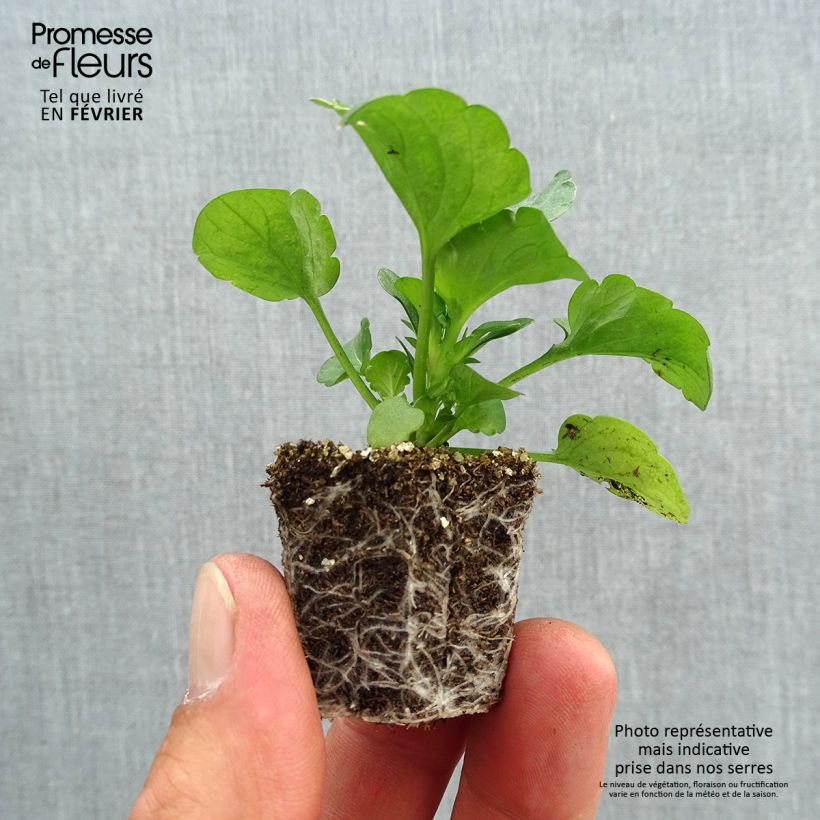 Esemplare di Viola F1 Carrera Autumn Berries Jardimotte: zolla da 3,8 cm x 3,2 cm in vassoio da 16 pezzi. come consegnato in autunno