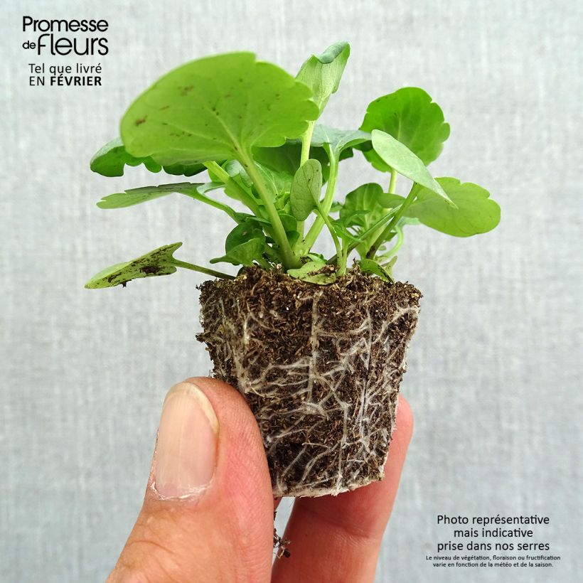 Esemplare di Viola F1 Carrera Blue With Blotch Jardimotte: zolla da 3,8 cm x 3,2 cm in vassoio da 16 pezzi. come consegnato in autunno