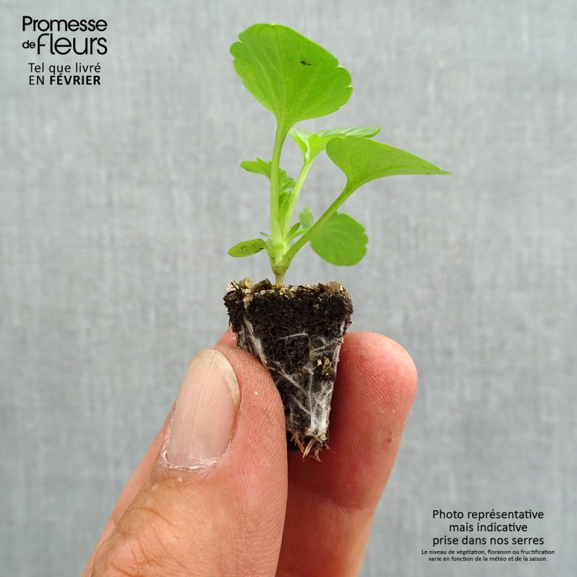 Esemplare di Viola F1 Carrera Tons roses Mini zolla: zolla da 2,2 cm x 2 cm in vassoio di coltivazione da 35 pezzi come consegnato in autunno