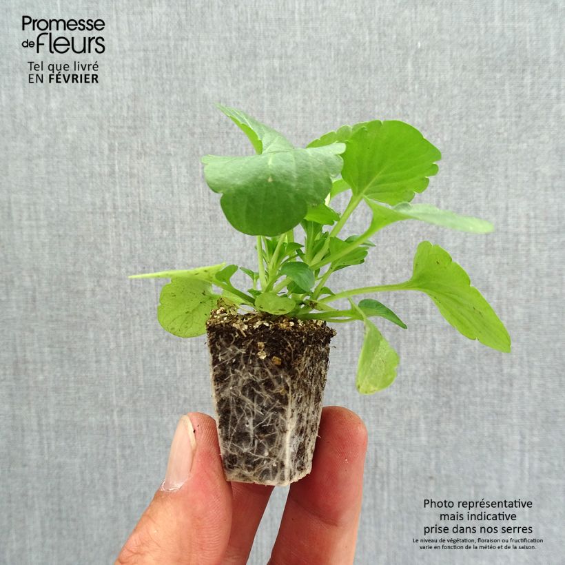 Esemplare di Viola F1 Carrera Tons roses Jardimotte: zolla da 3,8 cm x 3,2 cm in vassoio da 16 pezzi. come consegnato in autunno